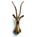 Antelope Head